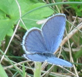 Cupido argiades-IMG 0968k