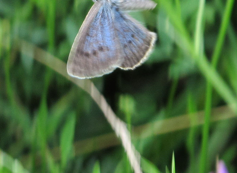 Maculinea teleius startend auf Blumenwiese Neunkirchen, Foto Bernhard Birnfeld  Maculinea teleus G12-343 Ausschnitt