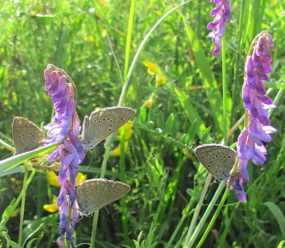 Maculinea teleius - auf lila-farbener Vogel-Wicke, Foto Petra Lang Maculinea teleus - auf lila-farbener Vogel-Wicke _ (IMG 3841-Ausschnitt)